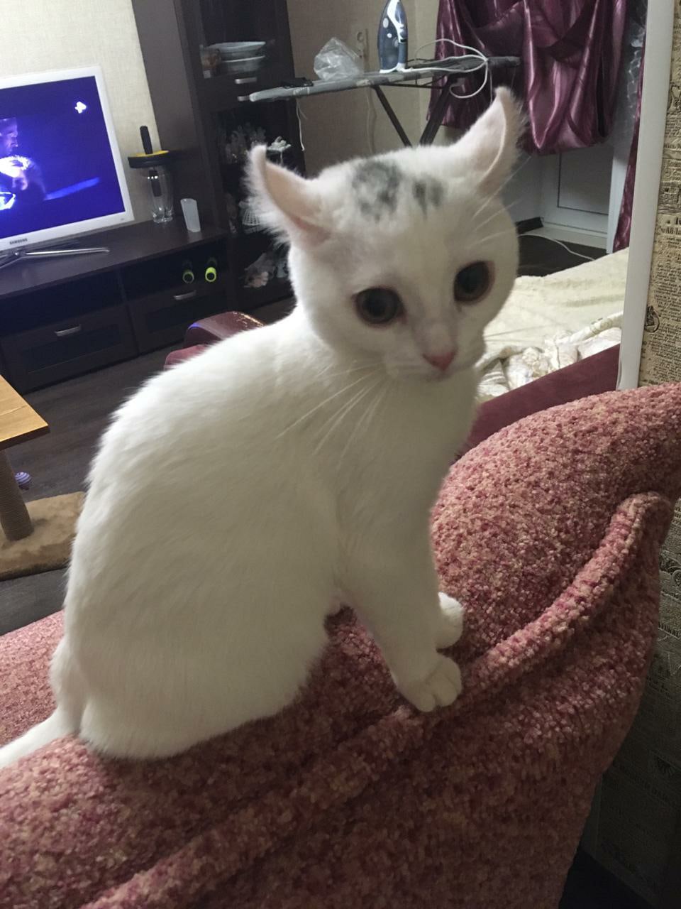 Послушаю, где интереснее,туда и побегу