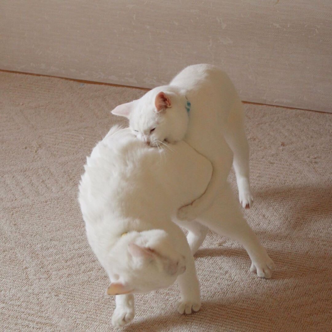 Ты мою котлету съел, а я съем тебя