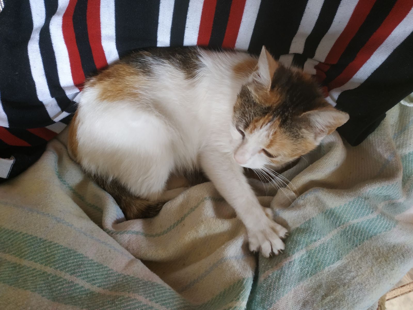 Баю, баюшки, баю, а я с краю не лежу