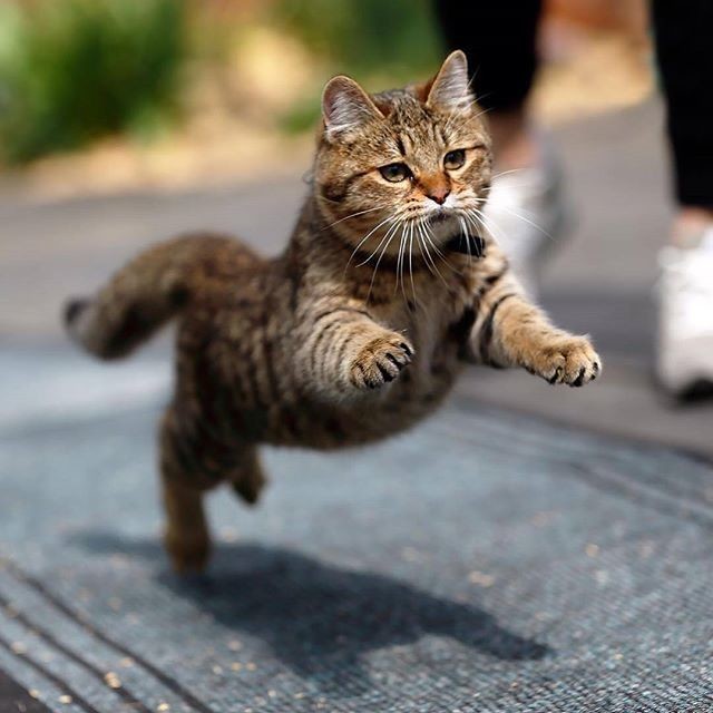 Вижу цель, препятствий нет