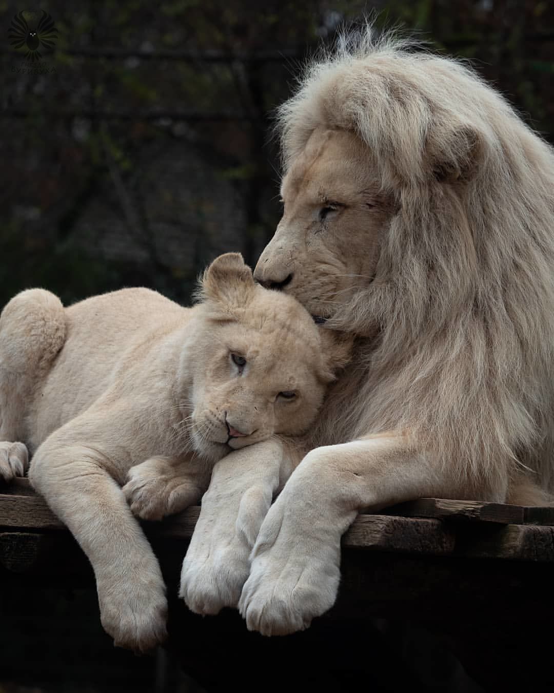 Дорогая, того кто тебя обидел, завтра съедим