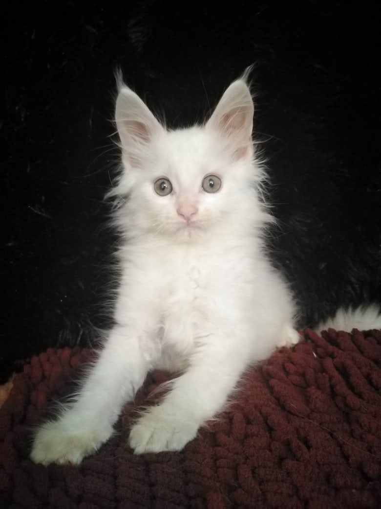 Готов - бегать и шалить