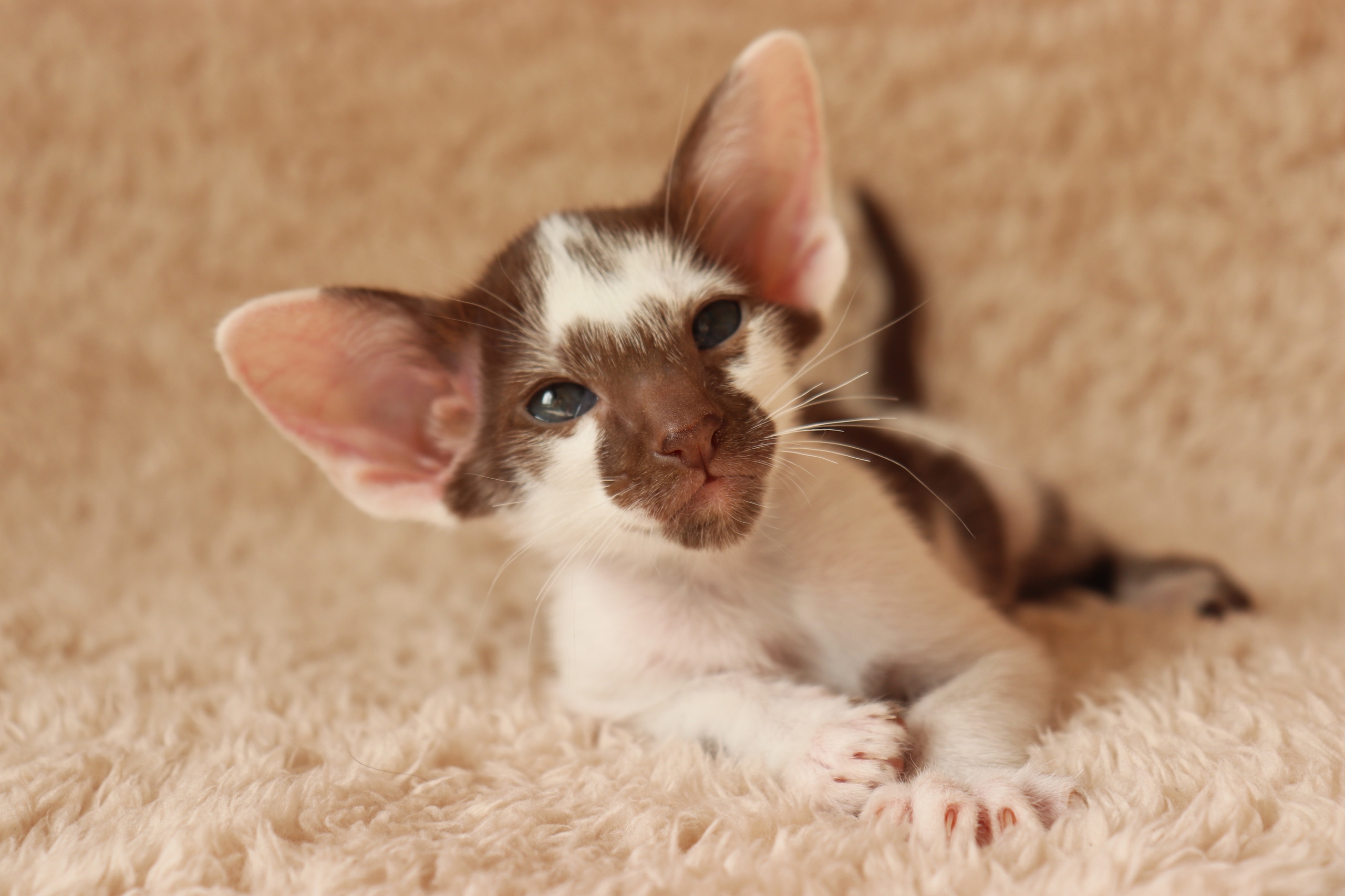 Кто принесёт красавчику - тёпленького молочка