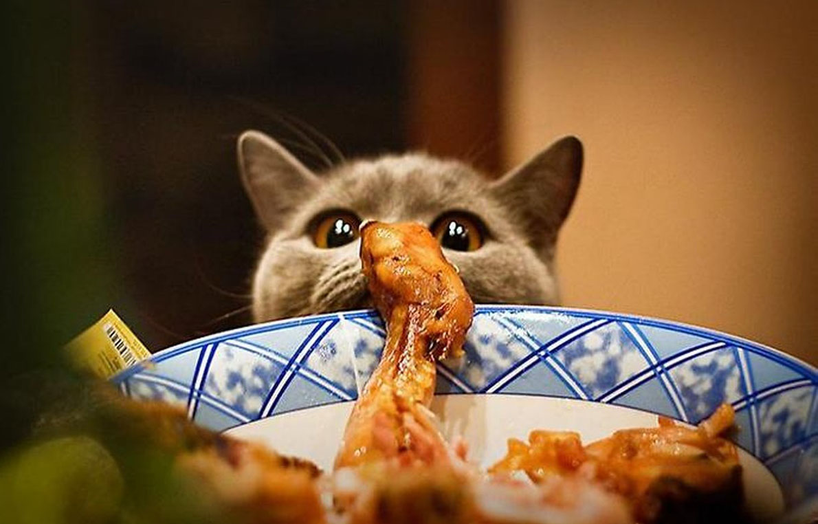 Курочка любимая, дай я тебя хоть нюхну