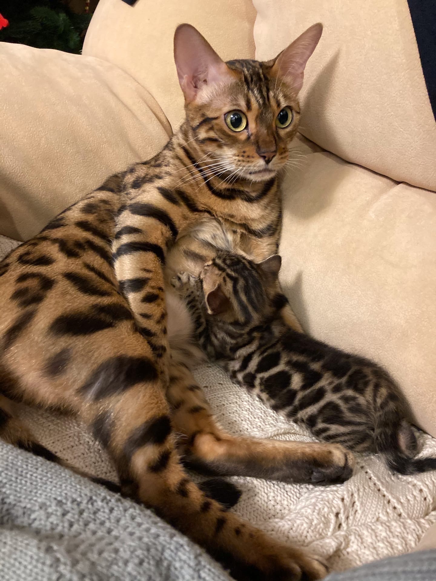 Ребёнок растёт не по дням, а по часам