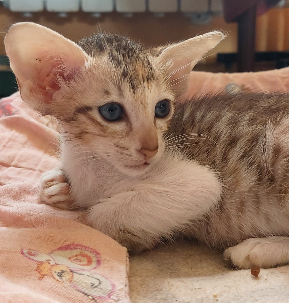 Я пока полежу, а потом гулять пойду