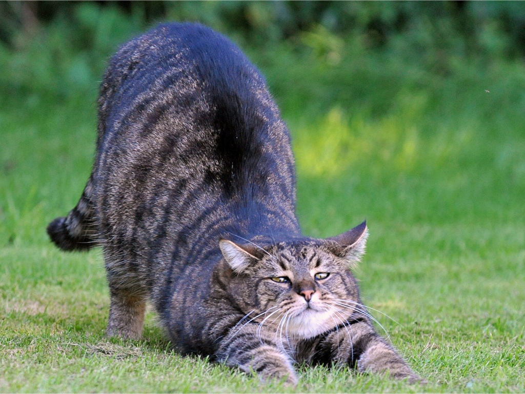 А вот, оно и утро