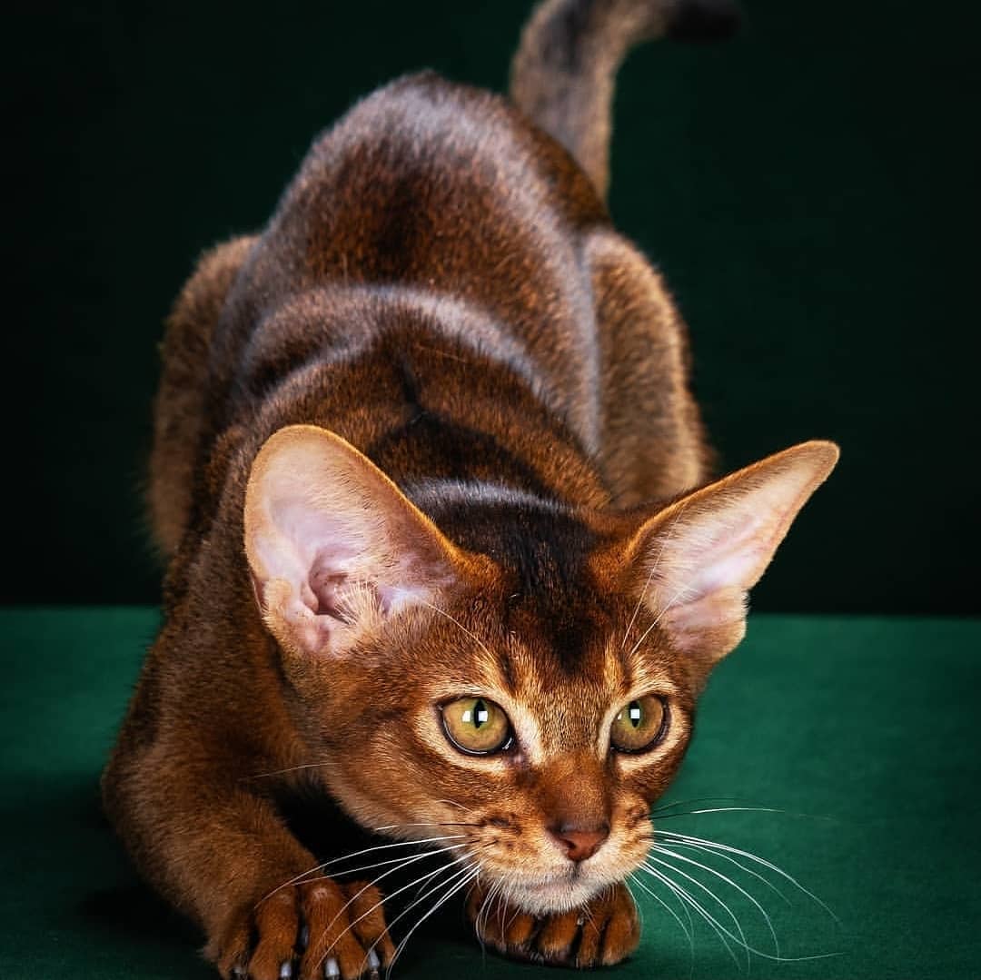 Охотник на всё, что движется