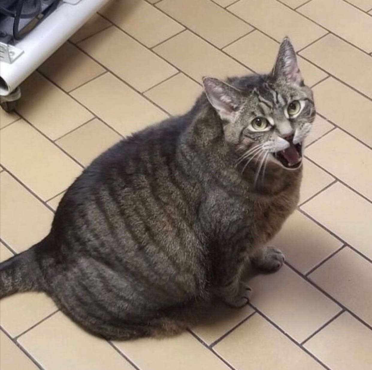 Пошли фитнесом заниматься, а то весна не за горами