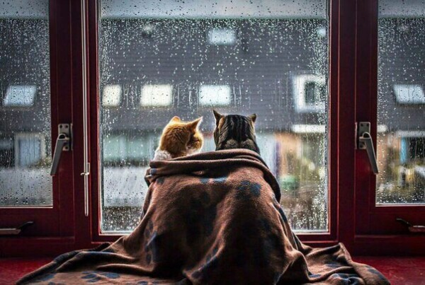 Ни что так не сближает, как ненастная погода