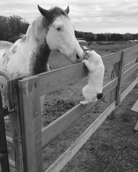 Друг, я так скучал по тебе