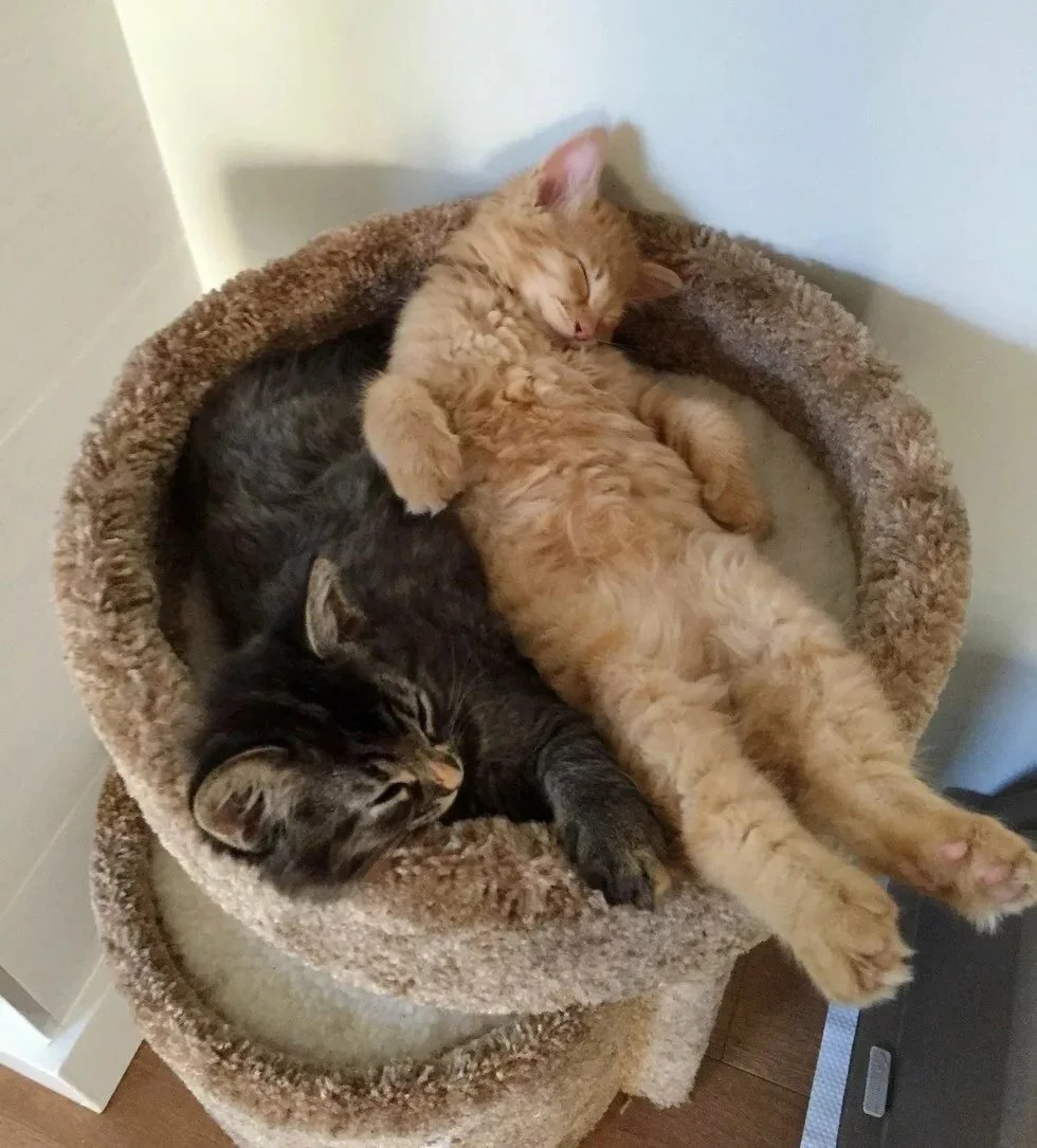 Чтобы сил хватало бегать, надо вовремя поспать