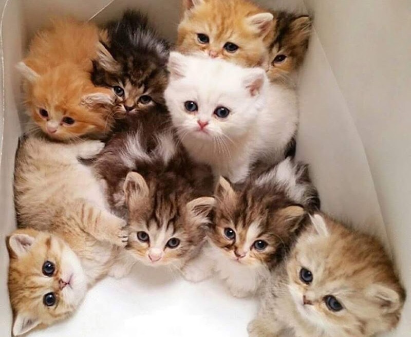 Похоже, нам квартиру побольше надо, тут тесно