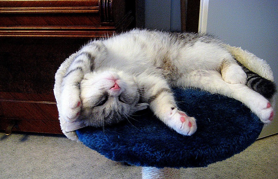 А я и вот так, спать умею