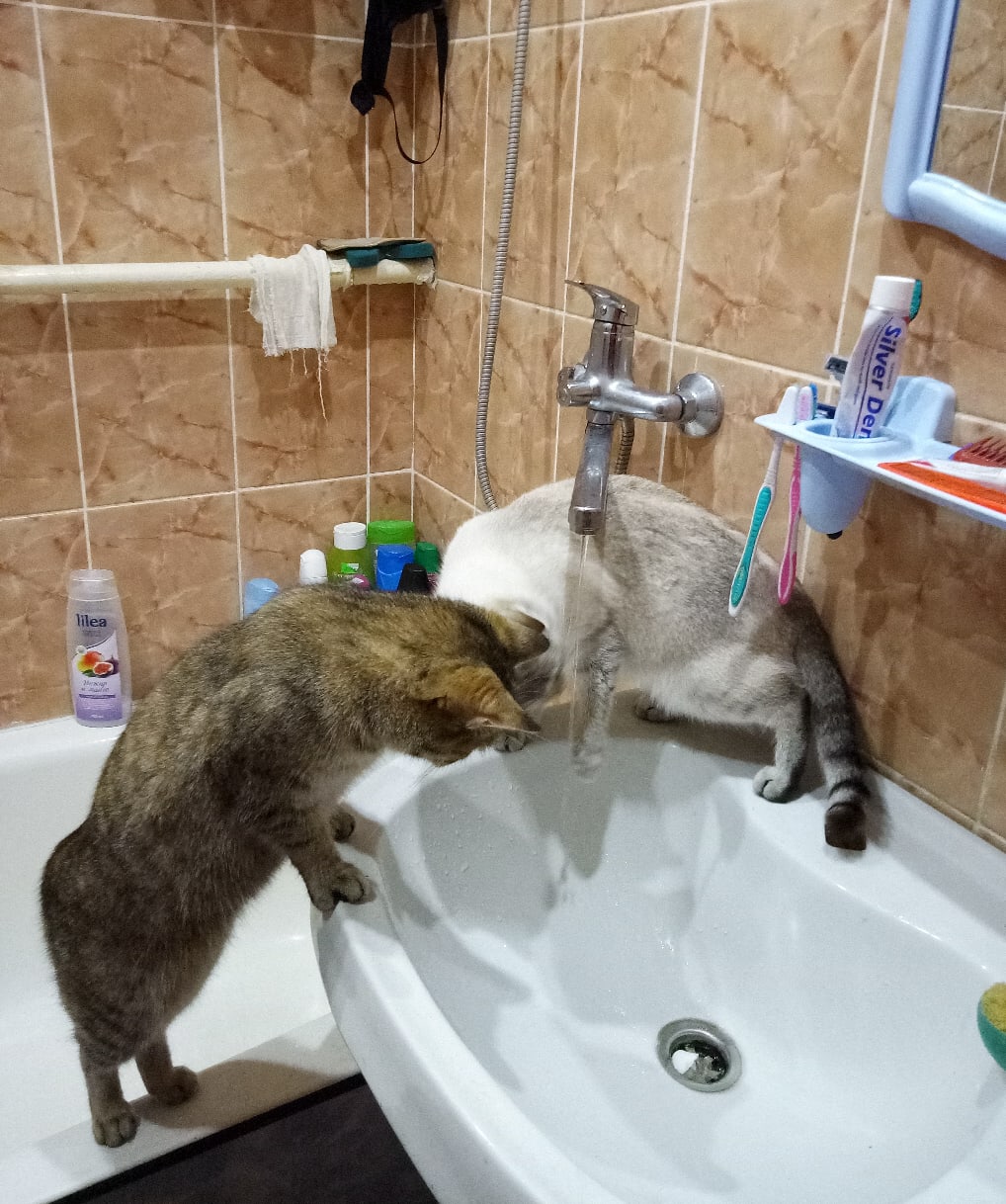 Хозяйка воду не бережёт, как же ей помочь