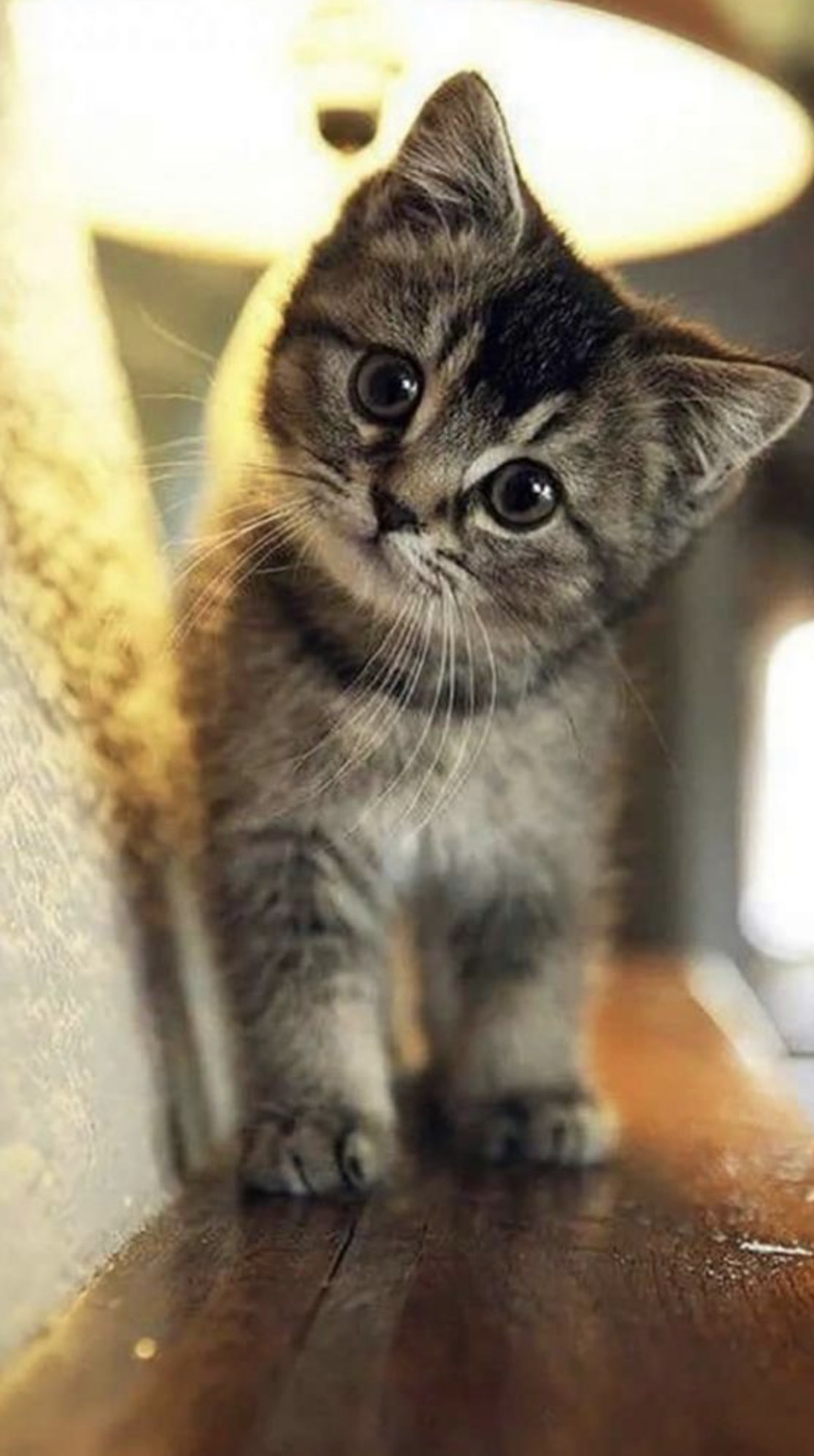 Утренний исследователь