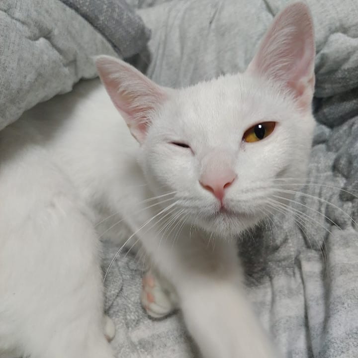 Хозяева, что ж вам не спится в такую рань