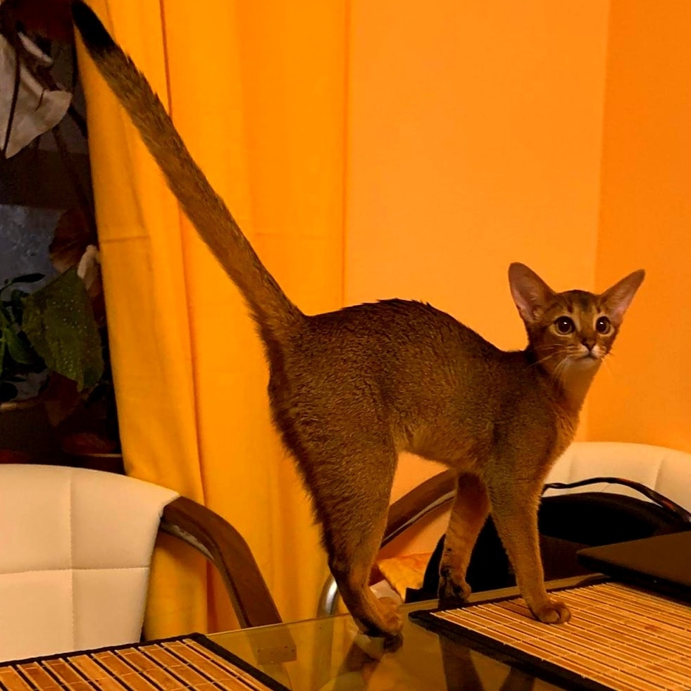 А я, хожу,гуляю по столу