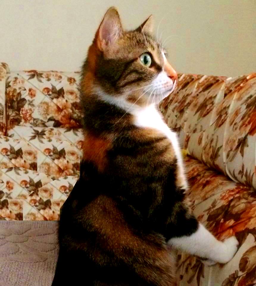 Воробушки к нам прилетели, надо бы их покормить