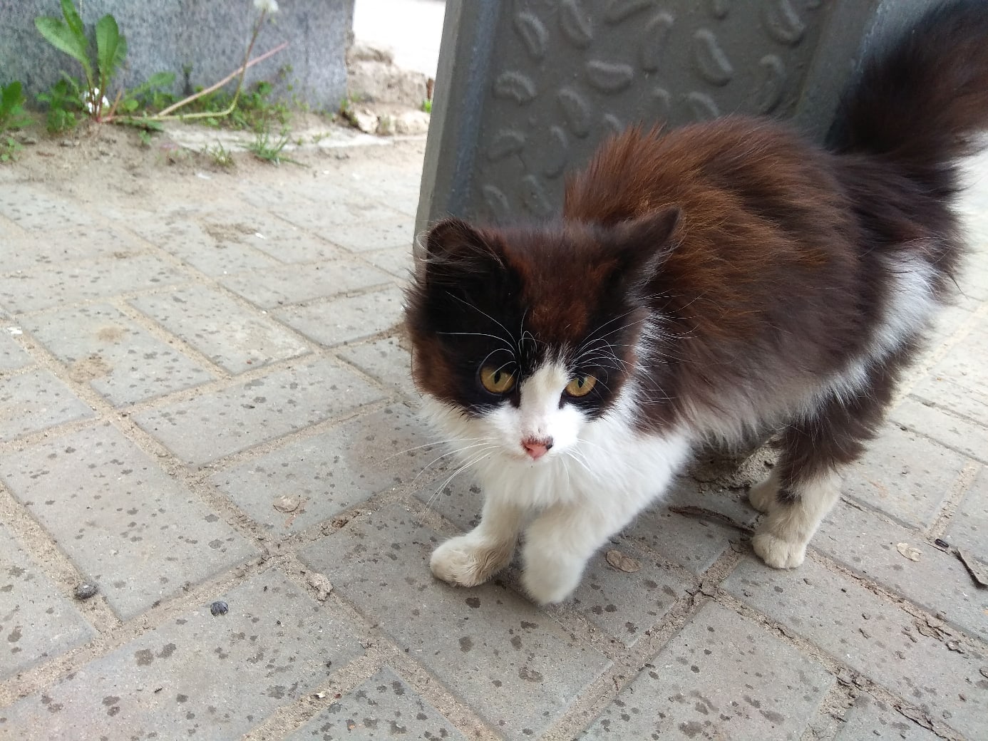 Стесняюсь спросить, вам кошечка не нужна