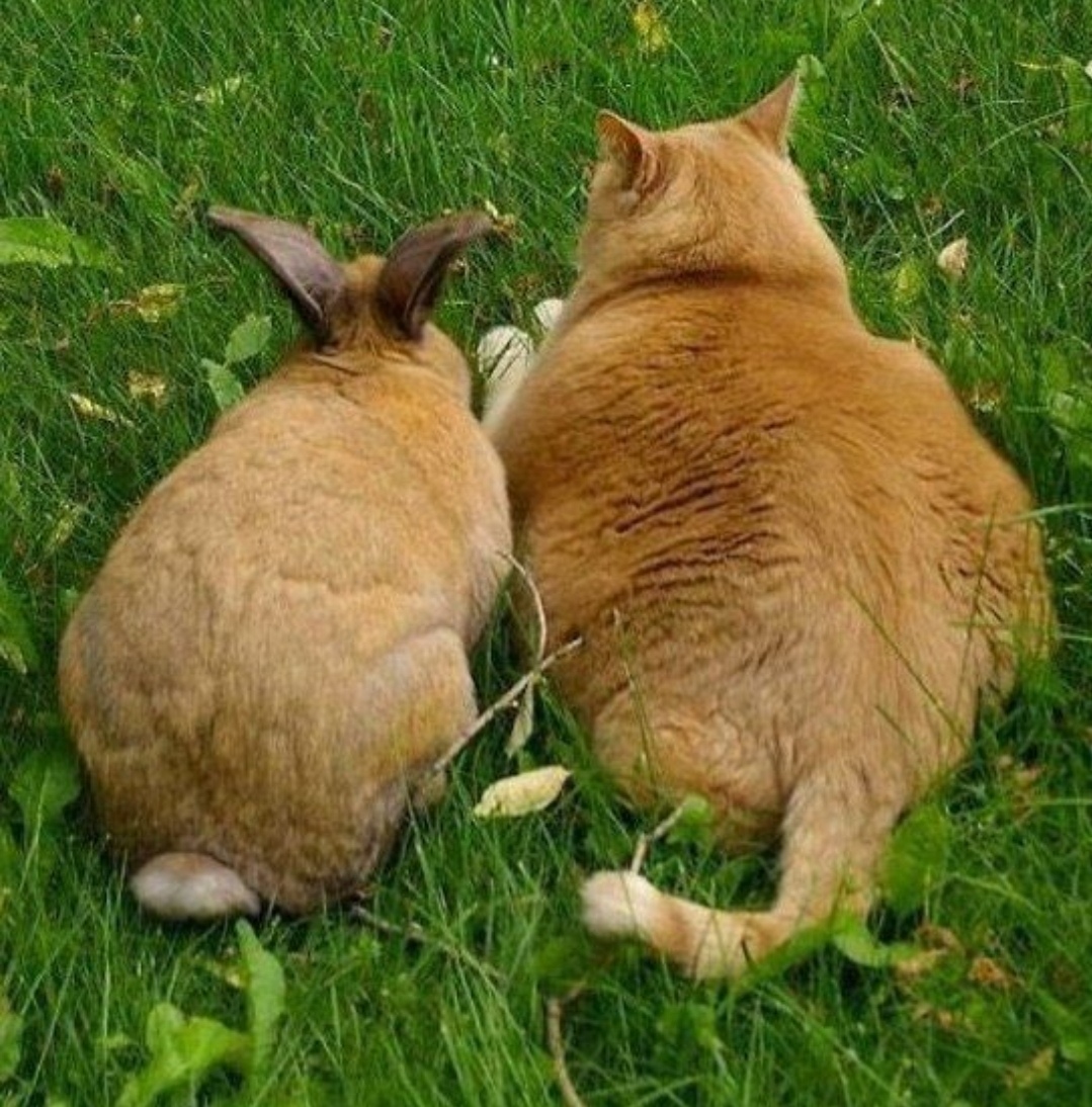 Слушай ушастый и как ты только одной травой питаешься