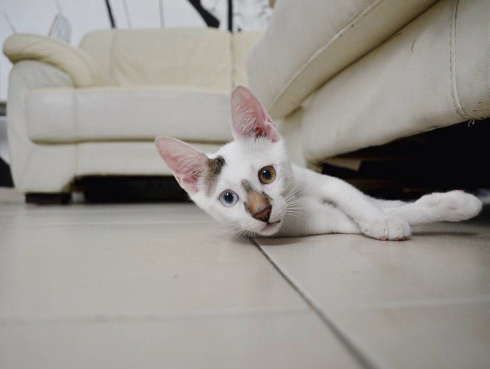 Мячик под диван закатился, не могу достать