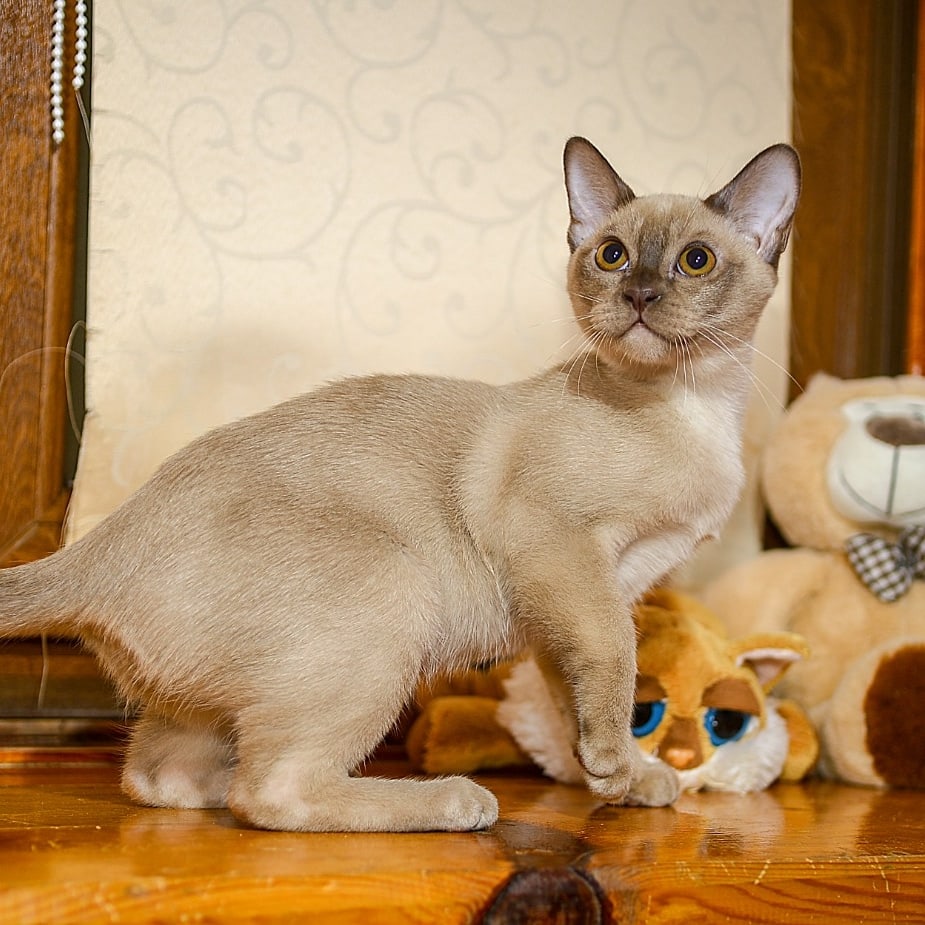 У всех уже давно ёлочки стоят, а где моя