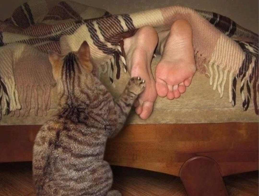 Хозяин, пошли пожрём, мне на голодный желудок не спится