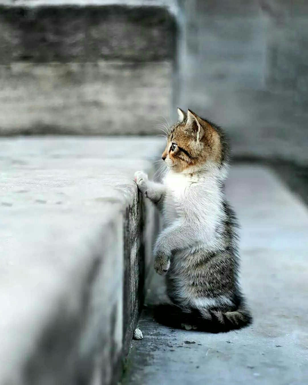 Пока вырастишь, много трудностей надо преодолеть