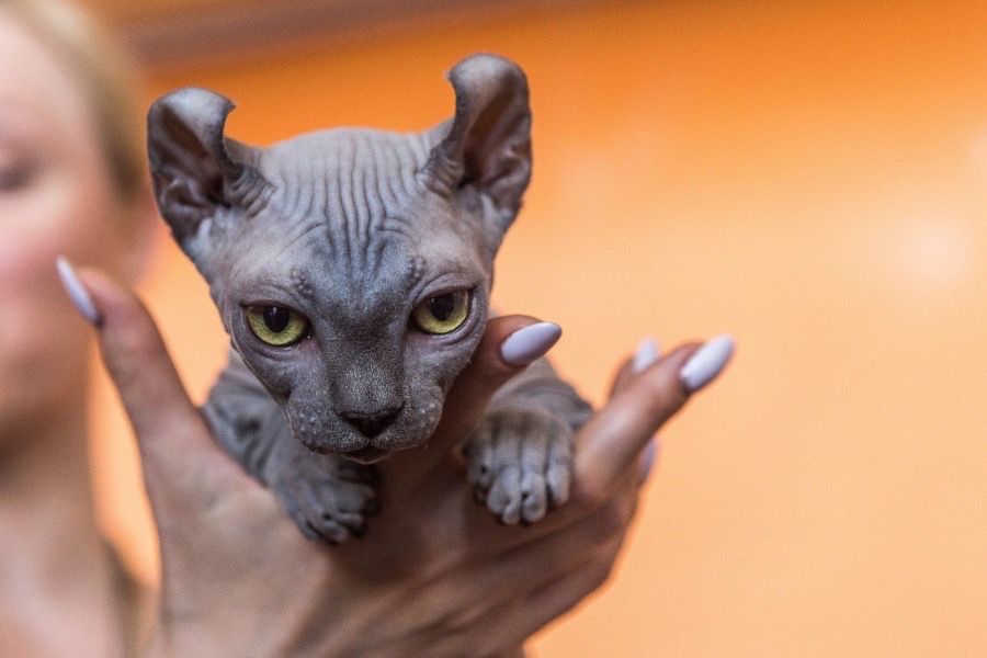 Разве, я не красотка