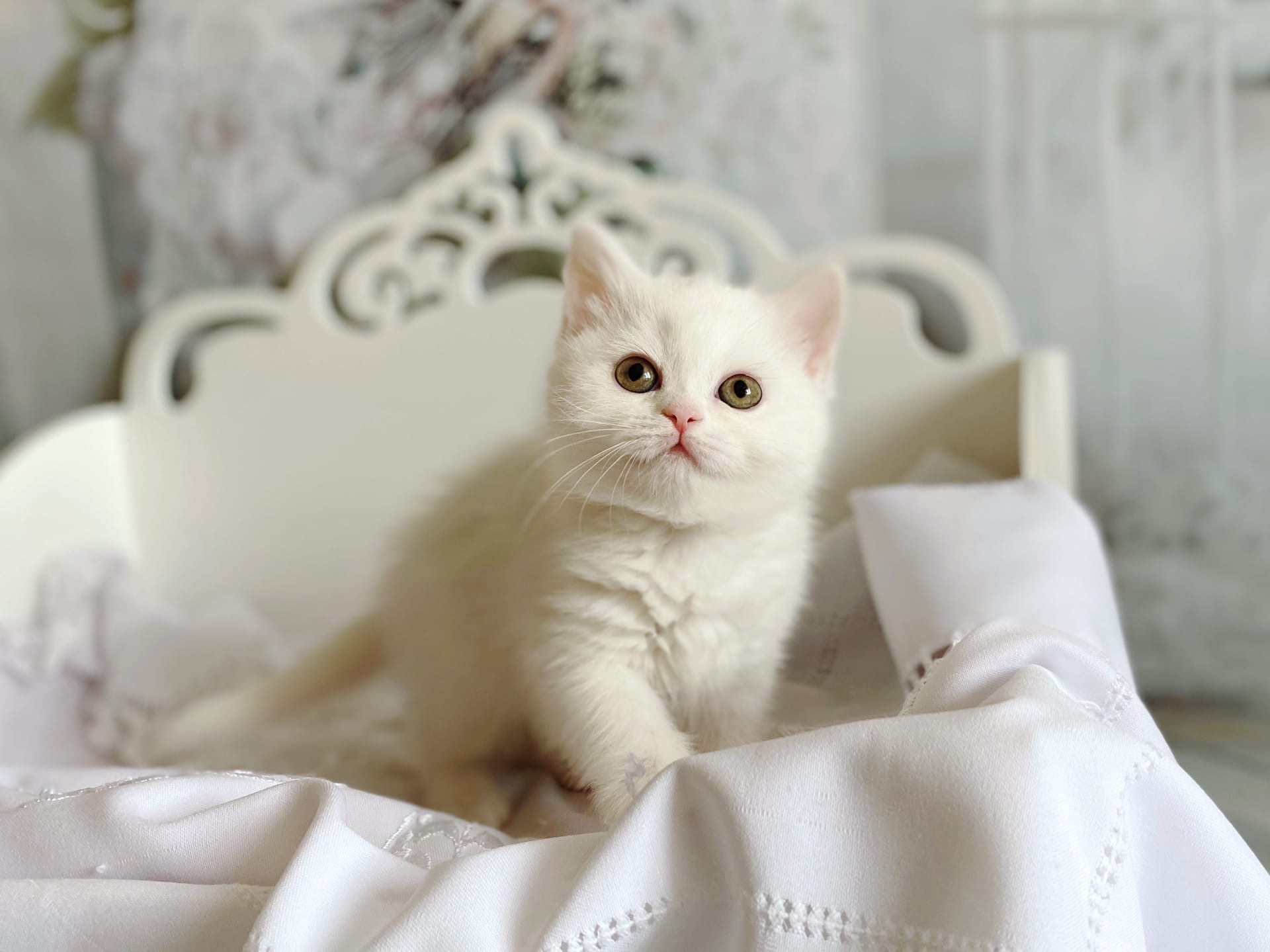 Белоснежная принцесса