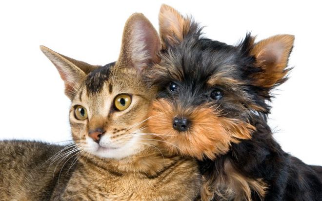 Дружба крепкая