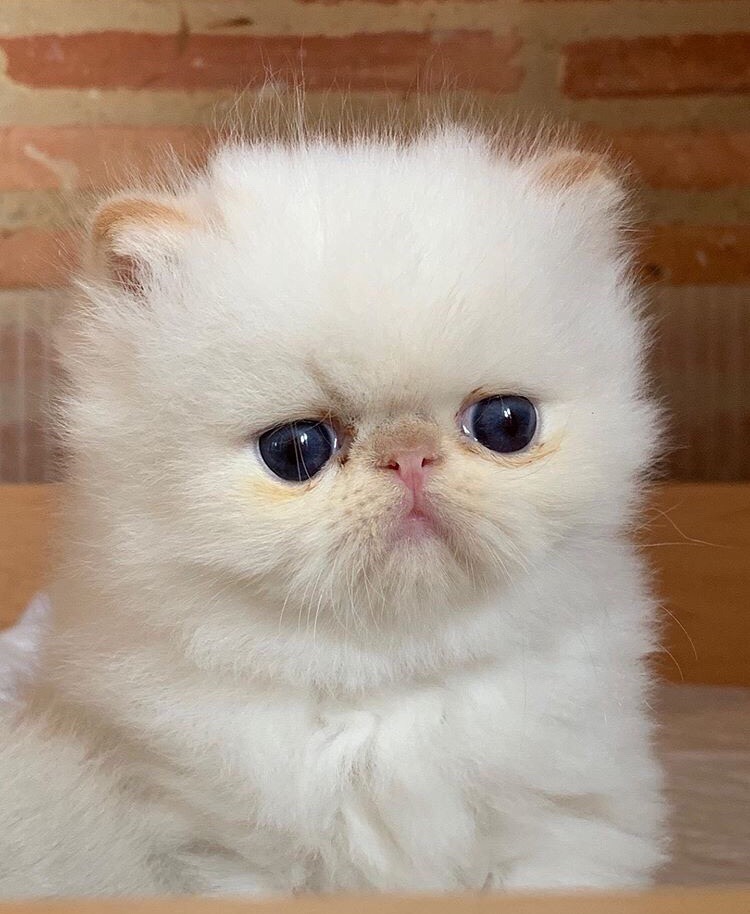 Я на кухню поспешу, вкусный завтрак попрошу