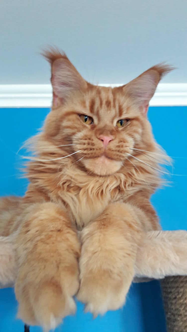 Рыжий добряк