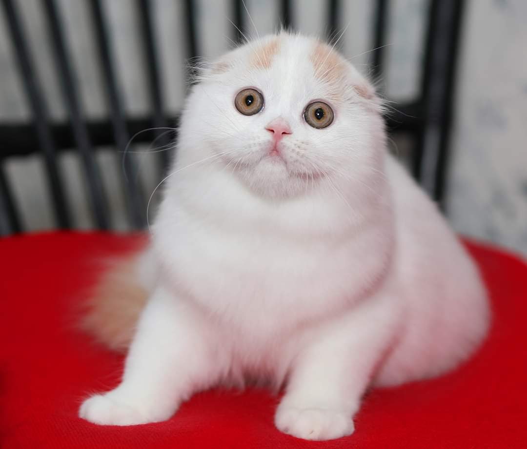 Нечего на меня шипеть, я сама умею