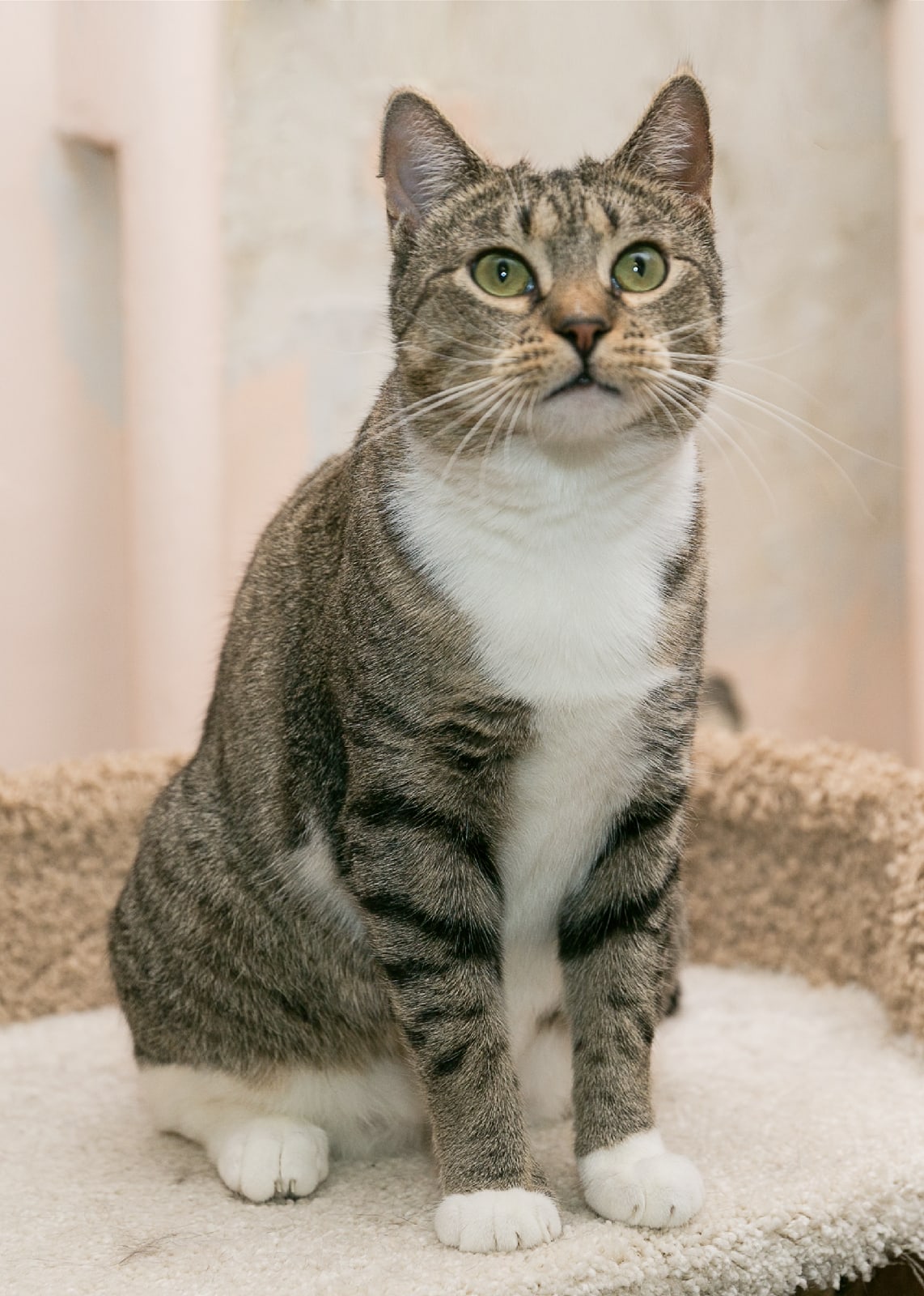 Кто - то на кухню прошмыгнул, надо пойти посмотреть