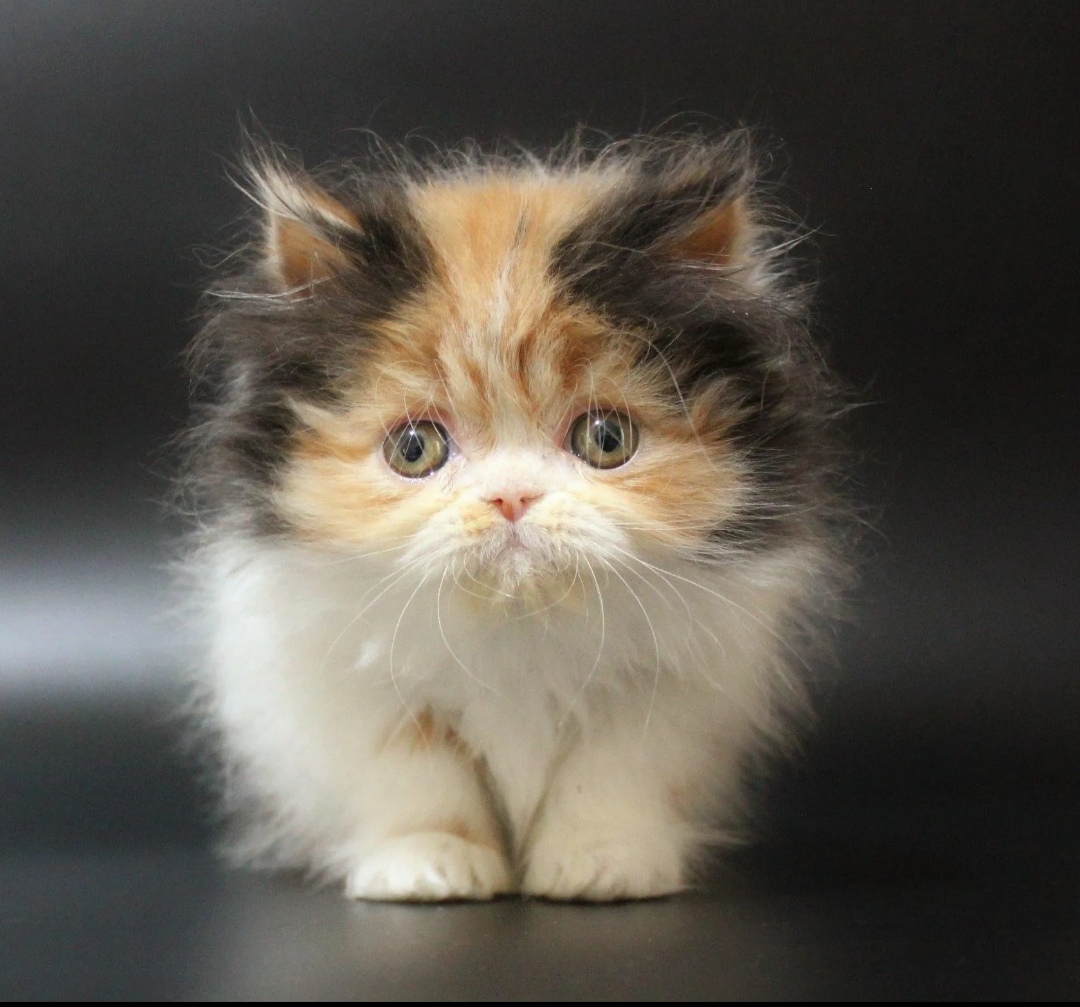 Сейчас подойду и чмокну вас носиком