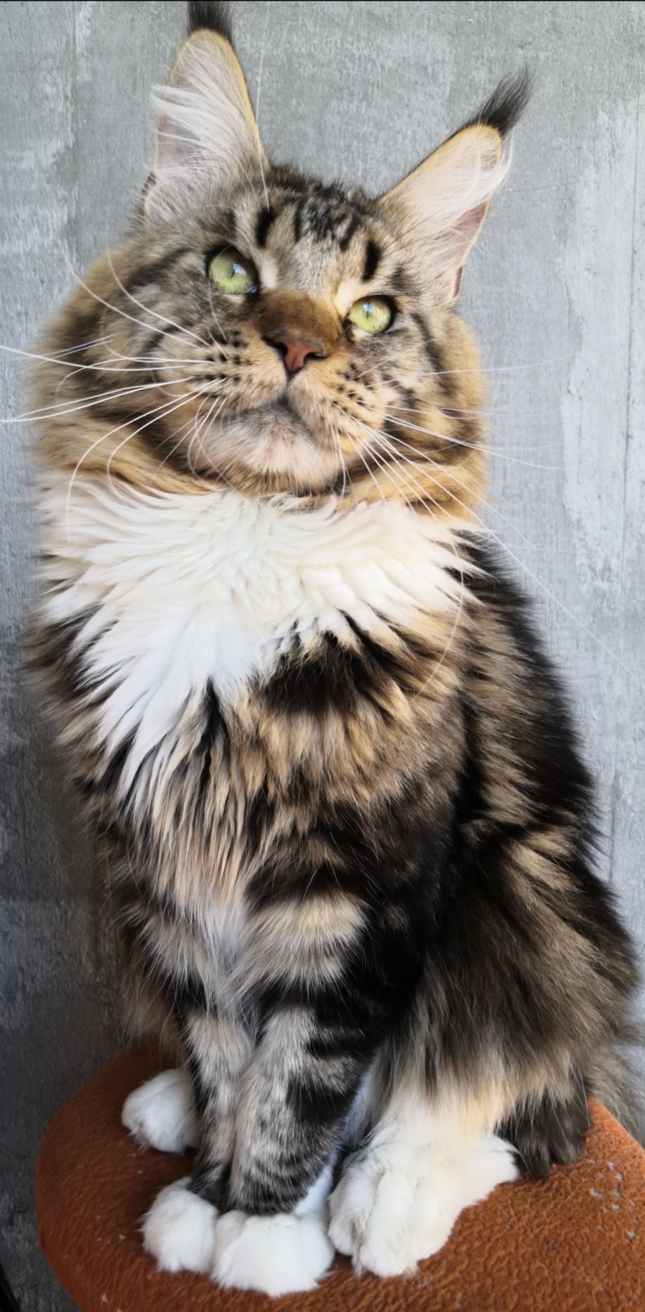 Н - да, на троне я бы смотрелся лучше