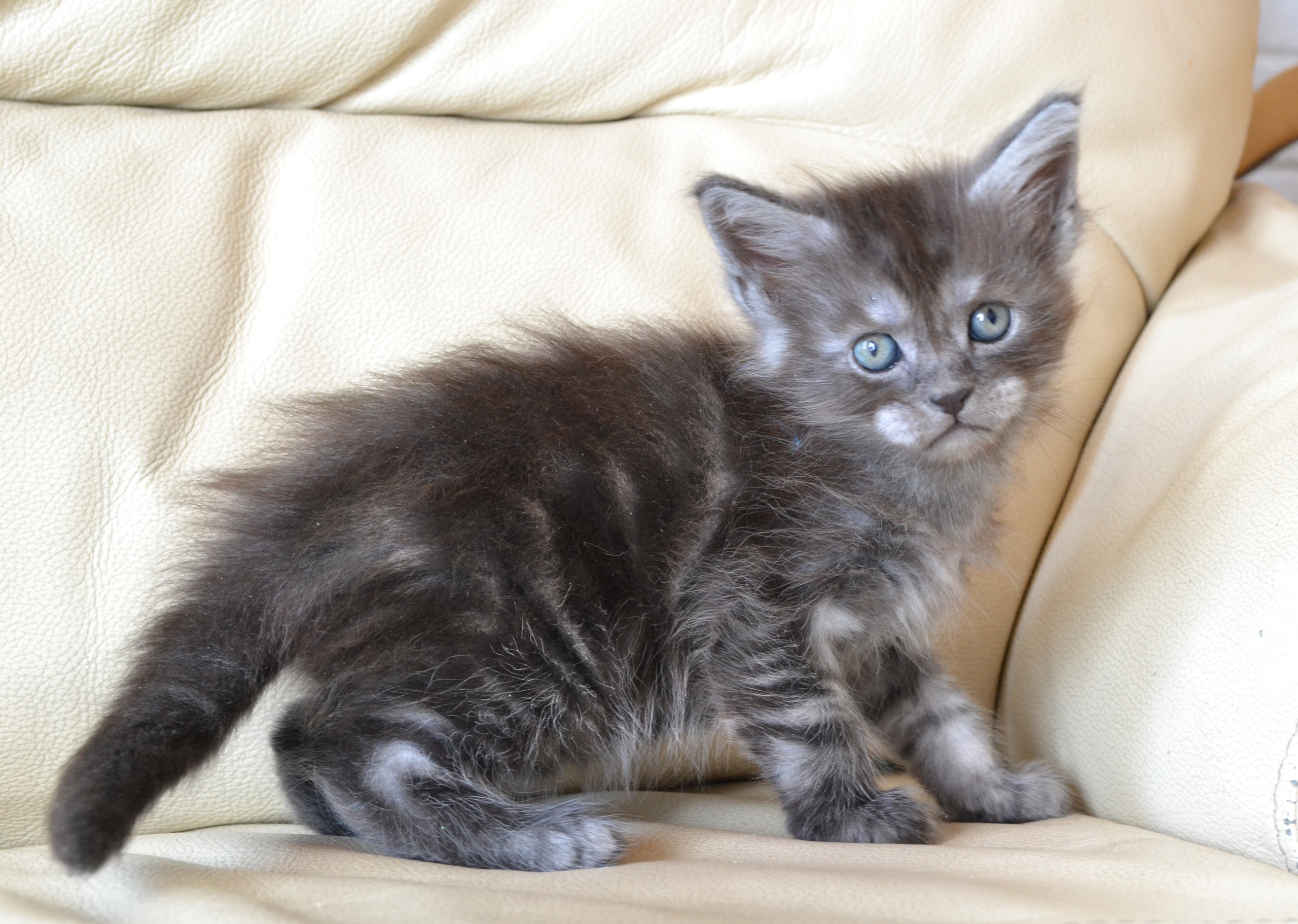 Я диван драть не буду, не переживайте