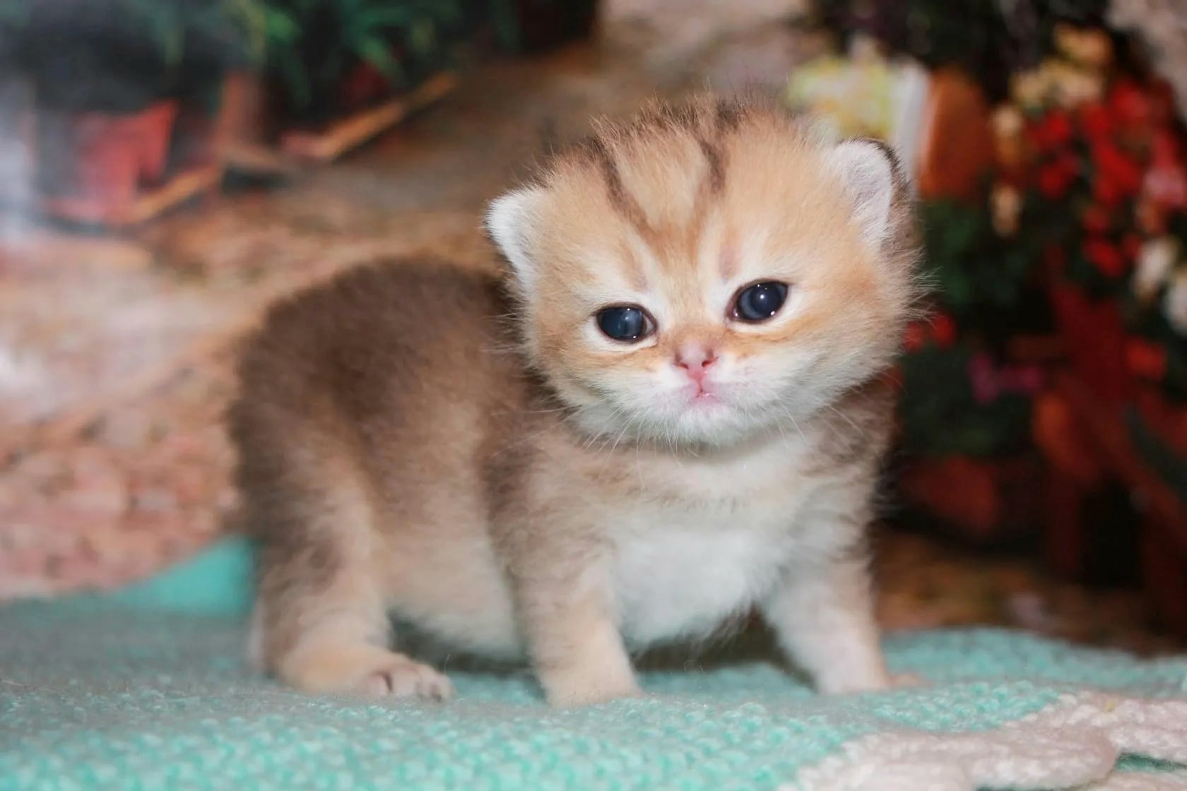 Сегодня, хочу быть капризной