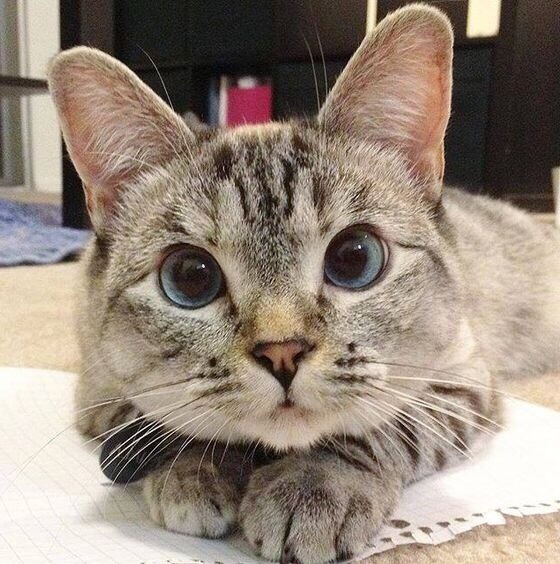 Любопытная Варвара