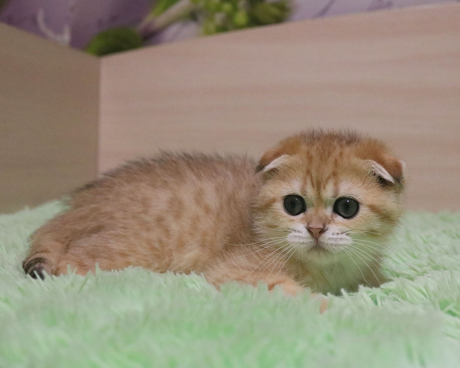 Не люблю спать днём, даже не уговаривайте