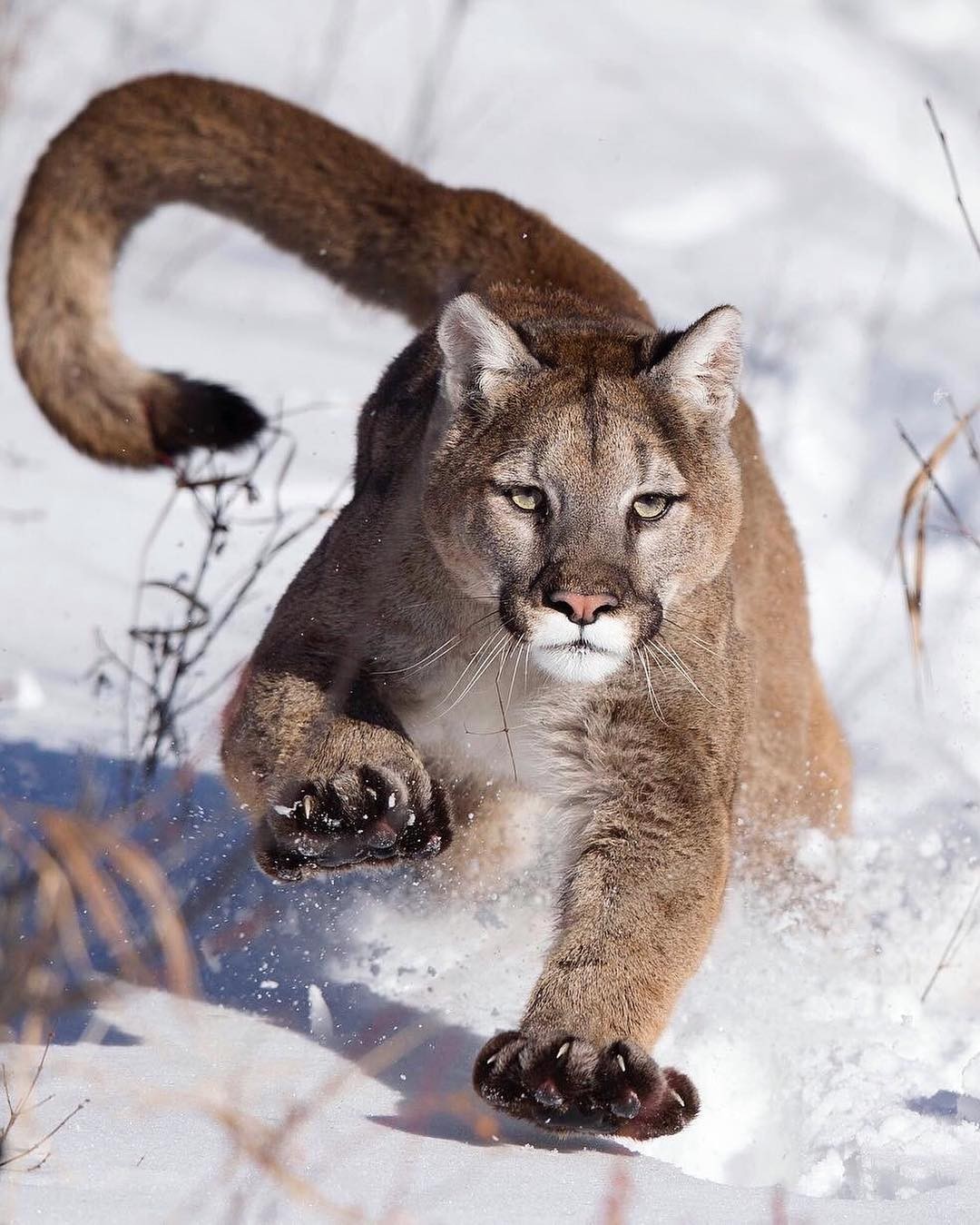 Разбегайтесь кто - куда, зверь вышел на охоту