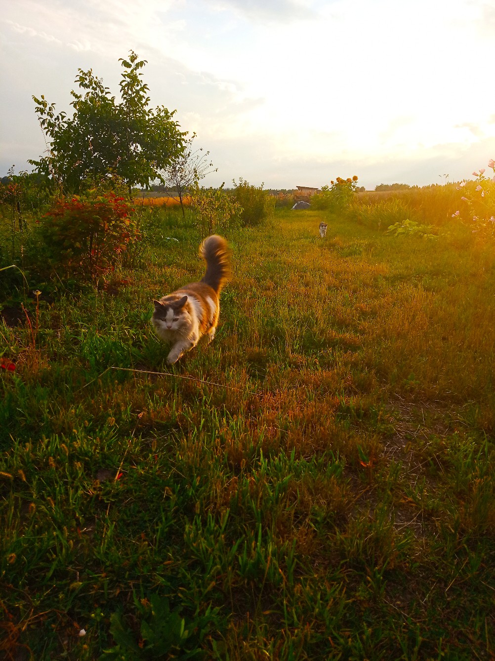 Быстрей на дойку, за парным молочком