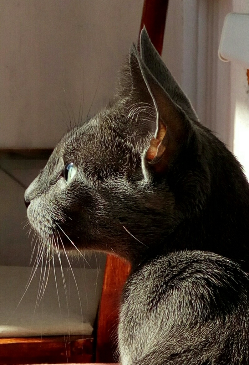 Я на солнышко смотрю и мечтаю