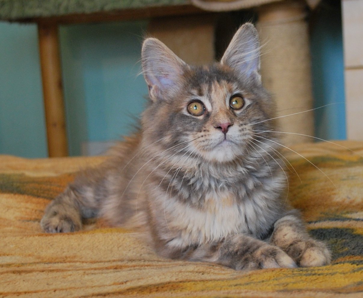 Не девочка, а прелесть