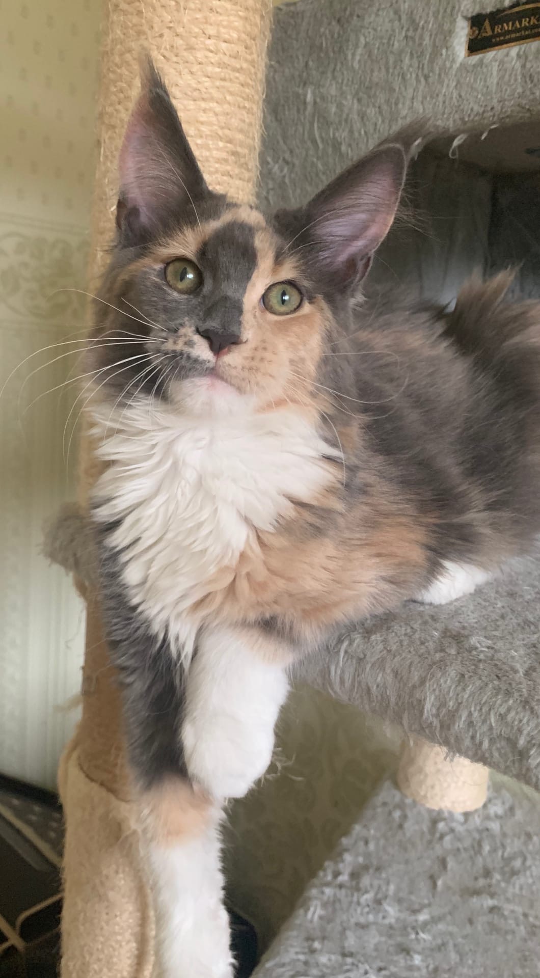 Когтеточку я люблю, в том числе и отдыхать на ней