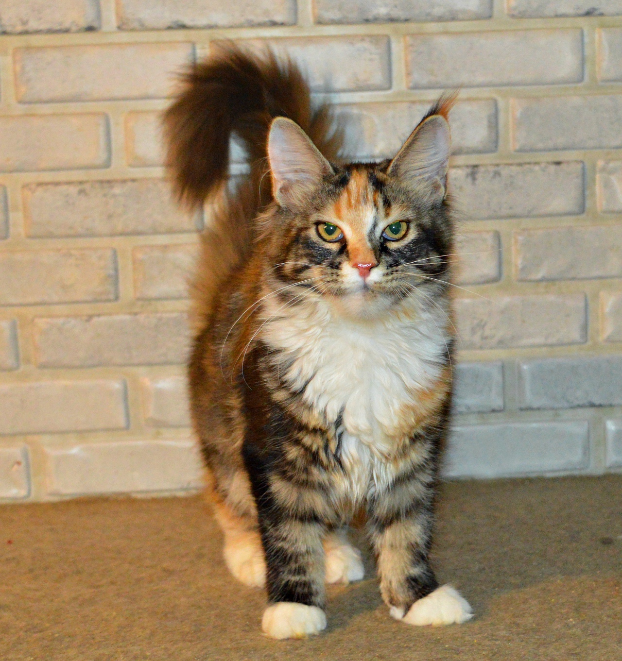 Сегодня будем отдыхать или гостей принимать