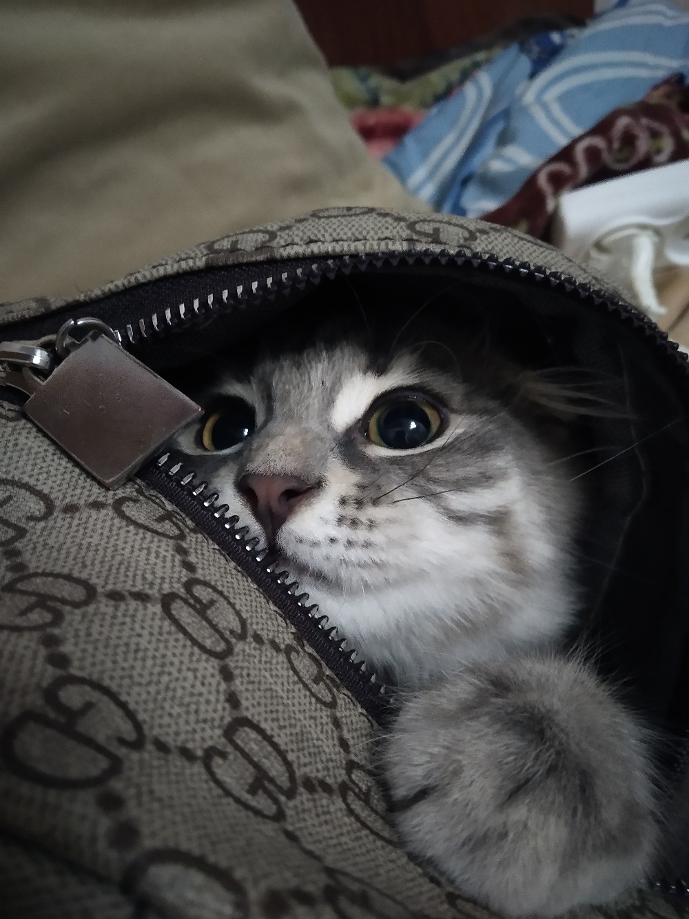 Выпустите меня, я никуда не поеду