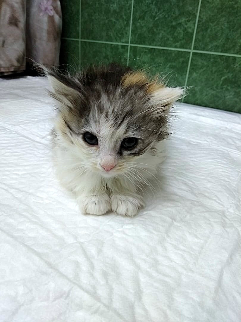 Сижу боясь пошевелиться, вдруг опять купать начнут